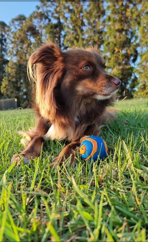 A low-angle, close-up photograph of Monte, a mahogany-brown Miniature American Shepherd, lying in green grass with a blue and orange Chuckit! ball between his front paws. He is looking off to the side with a soft expression, set against a backdrop of blurred evergreen trees.