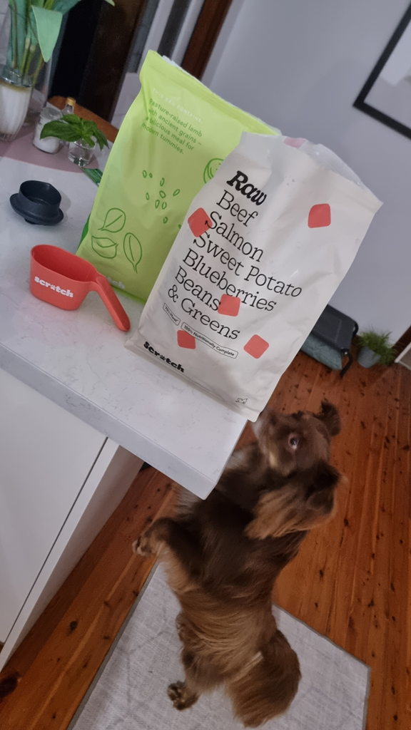 A vertical shot taken from a high angle in a kitchen. A brown Miniature American Shepherd stands on its hind legs, reaching up toward two large bags of dog food sitting on a white stone benchtop. One bag is bright lime green and the other is white with bold black text listing ingredients like 'Beef, Salmon, Sweet Potato'. A small orange measuring scoop with the brand name 'Scratch' is also on the bench.