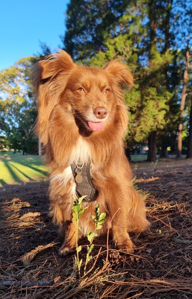 A medium-shot portrait of Monte, a brown Miniature American Shepherd with a white chest and fluffy ears, sitting on a bed of pine needles and mulch. His tongue is slightly out, and he is looking off-camera with an alert, happy expression. Bright, low-angled sunlight illuminates him against a backdrop of green trees and a clear blue sky. He is wearing a dark, textured harness with a metal tag.