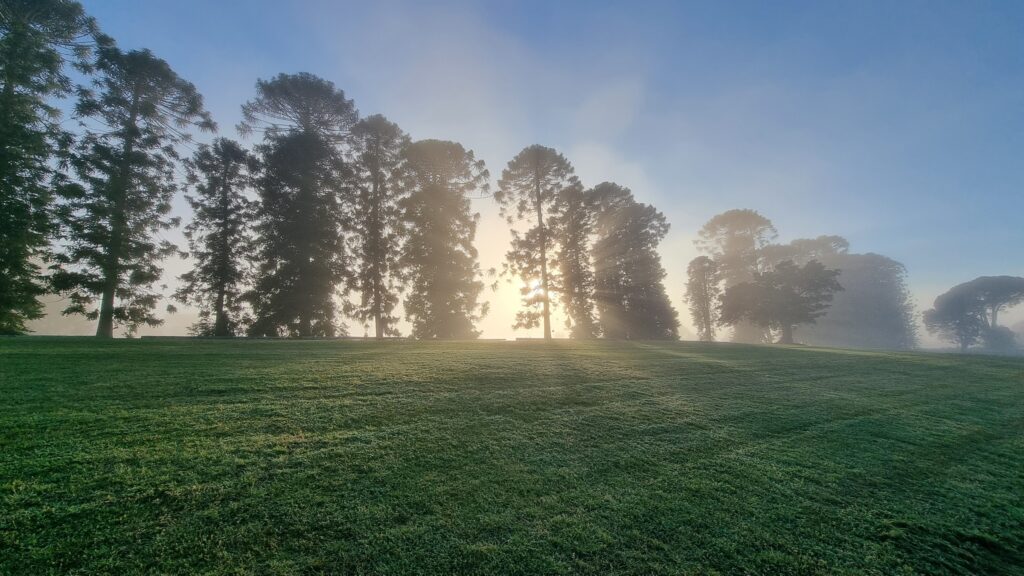 A wide-angle landscape of a sprawling green lawn at Bella Vista Farm, covered in morning dew. A row of tall, dark Bunya pines and other trees stands silhouetted against a bright morning sun that is partially obscured by mist. Sunbeams pierce through the tree line, creating a dramatic light effect across the foggy sky.
