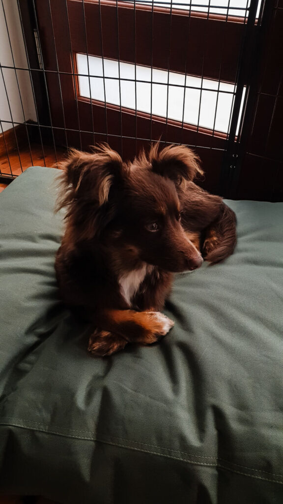 A 2022 photograph of a young Monte, a brown Miniature American Shepherd with fluffy ears, lying on an intact green Kmart ultra-tough dog bed. He has his front paws elegantly crossed and is looking off to the side, with a black puppy pen visible in the background.
