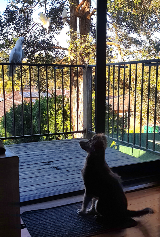 A high-angle vertical shot taken from inside a house looking out onto a wooden deck. A young, dark-furred Monte is sitting perfectly still on a small black mat by the open glass door. He is looking up at a white cockatoo perched on the black metal balcony railing. Two more cockatoos are visible in the large gum tree just beyond the railing. The scene is bathed in warm afternoon sunlight.