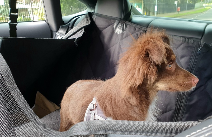 A younger Monte in a grey harness sits inside a black quilted car hammock. He is looking out the side window while the car is parked near a suburban street.