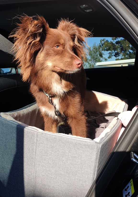 A throwback photo of a younger Monte, a brown Miniature American Shepherd with a white chest and fluffy ears, standing alertly in his grey fabric elevated car seat. The sun is shining directly on him, highlighting his reddish-brown coat. He is wearing a black harness and looking off to the side with a curious expression. The car seat is positioned in the back of a vehicle with the hatch open, and a clear blue sky is visible in the background.
