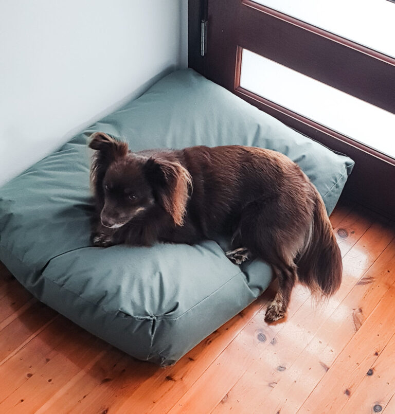 A 2023 photograph of Monte, a brown Miniature American Shepherd, lying on his olive-green Kmart pet bed on a polished wooden floor. The bed shows early signs of wear on the bottom corner, and Monte is looking off-camera near a dark-framed glass door.