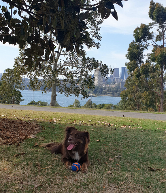 A wide, high-angle landscape shot of Monte, a brown Miniature American Shepherd, lying on a grassy hill under the shade of a large leafy tree. He is looking up happily with his tongue out, his favourite orange and blue Chuckit! ball sitting directly between his paws. In the background, the blue water of Sydney Harbour, a paved walking path, and the tall city skyline of Barangaroo and the CBD are visible under a bright sky.