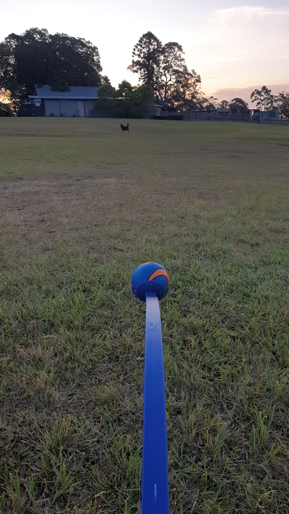 A first-person perspective shot looking down a blue Chuckit! ball launcher. A blue and orange Ultra Ball is held in the launcher's cup, positioned in the lower centre of the frame. The launcher points across a wide, green grassy field towards a small brown dog, Monte, who is standing in the distance. The background features a large shed, tall pine trees, and a soft sunset sky.