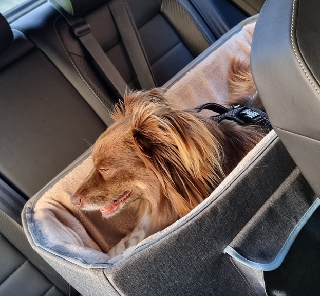 A brown Miniature American Shepherd named Monte sits comfortably inside an elevated grey fabric dog car seat in the back of a vehicle. The seat is lined with a soft, plush beige material. Monte is wearing a black harness and is looking out the side window with a relaxed expression. The car seat is positioned securely on the black leather back seat of the car.