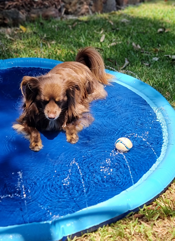 A high-angle shot of Monte, a brown Miniature American Shepherd, lying down in a bright blue circular splash pad filled with shallow water. Several small fountains of water are spraying upwards from the rim. His favourite orange and blue Chuckit! ball is floating in the water just in front of him. The splash pad is sitting on green grass in a sunny garden with mulch and trees in the background.