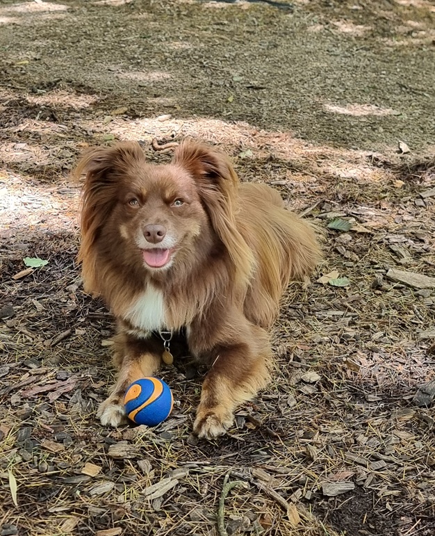 A medium-shot of Monte, a brown Miniature American Shepherd with a white chest and fluffy ears, lying down on a ground covered in dry pine needles, woodchips, and leaves at Sorenson’s Glasshouse. He has a bright, happy expression with his tongue out. Tucked securely between his front paws is his favourite orange and blue Chuckit! ball. Dappled sunlight filters through the trees onto his coat.