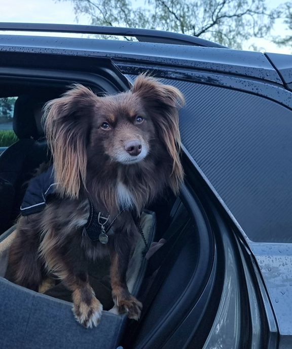 A medium shot of Monte, a brown Miniature American Shepherd with tan markings and fluffy ears, standing alertly in his grey elevated car seat with his front paws on the edge. The car door is open, and he is looking directly at the camera with a bright, expectant expression. The sky is a soft twilight blue, and a tree is visible in the background. Raindrops are visible on the exterior of the black car.