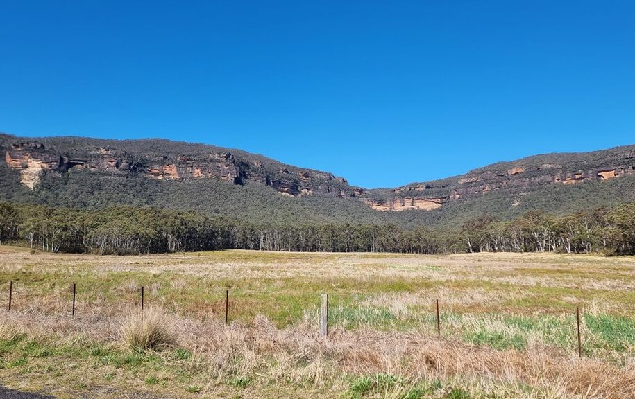 A wide horizontal landscape shot taken from a valley floor, featuring a vast field of dry, yellow-brown grass in the foreground. In the mid-ground, a dense line of green gum trees sits at the base of towering sandstone cliffs that stretch across the horizon under a clear, deep blue sky. A wire fence with weathered timber posts runs along the edge of the field.