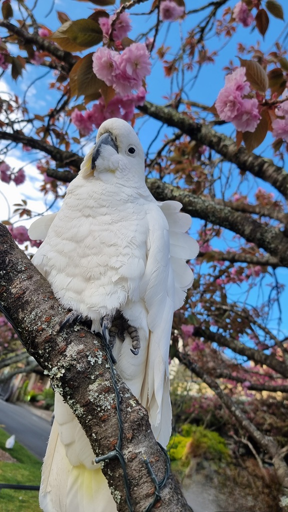 Here is the metadata for the cockatoo in Leura, written in Australian English for your blog. Alternative Text "A low-angle close-up shot of a white Sulphur-crested Cockatoo perched on a thick tree branch. The bird's feathers are ruffled, and it is looking directly at the camera. Behind it, the branches are covered in vibrant pink cherry blossoms against a bright blue sky with soft white clouds. A string of green fairy lights is wrapped around the branch in the foreground.