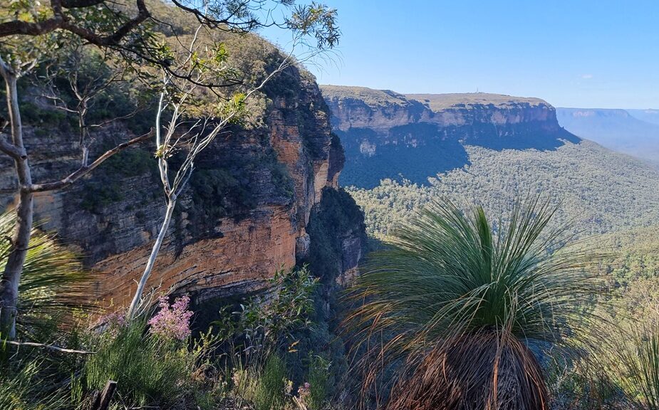 A wide landscape shot from a high vantage point looking across a deep, forested valley towards distant blue-toned mountain ridges. In the foreground, rugged sandstone cliffs with orange and grey hues are partially framed by native Australian flora, including a spiky grass tree and delicate pink wildflowers.