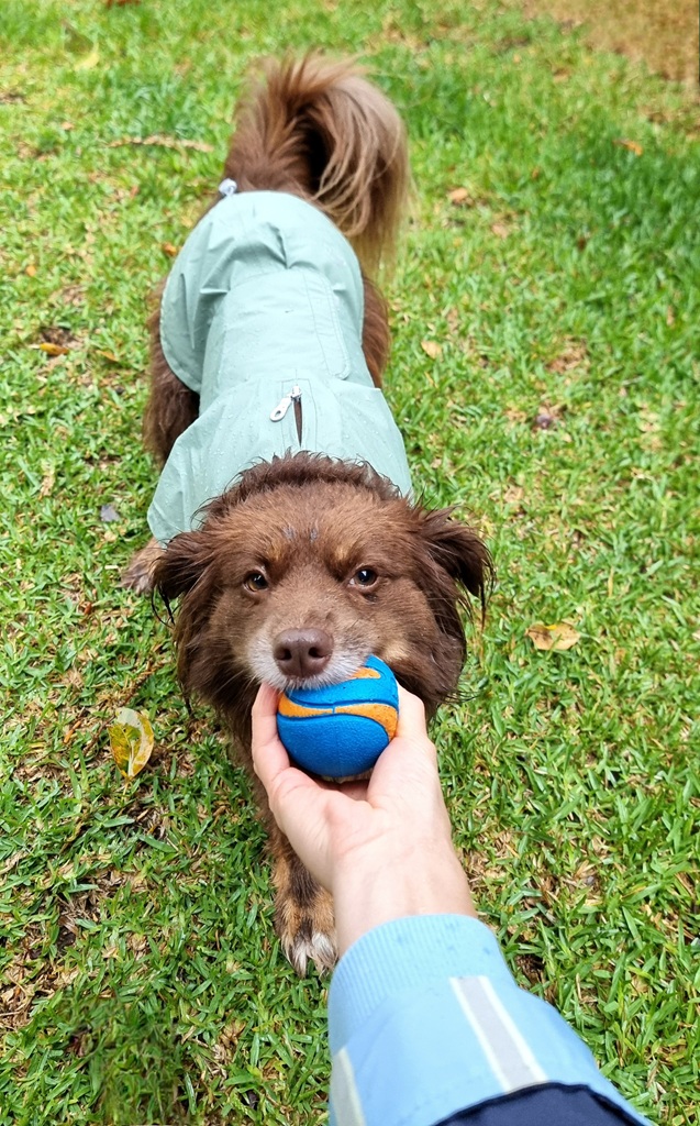 A first-person perspective shot looking down at Monte, a brown Miniature American Shepherd, standing on a green lawn. He is wearing a pale green waterproof raincoat. Monte has his favourite orange and blue Chuckit! ball in his mouth, which is being held by a hand in the foreground. His fur looks slightly damp from the rain, but his expression is focussed and ready for play.
