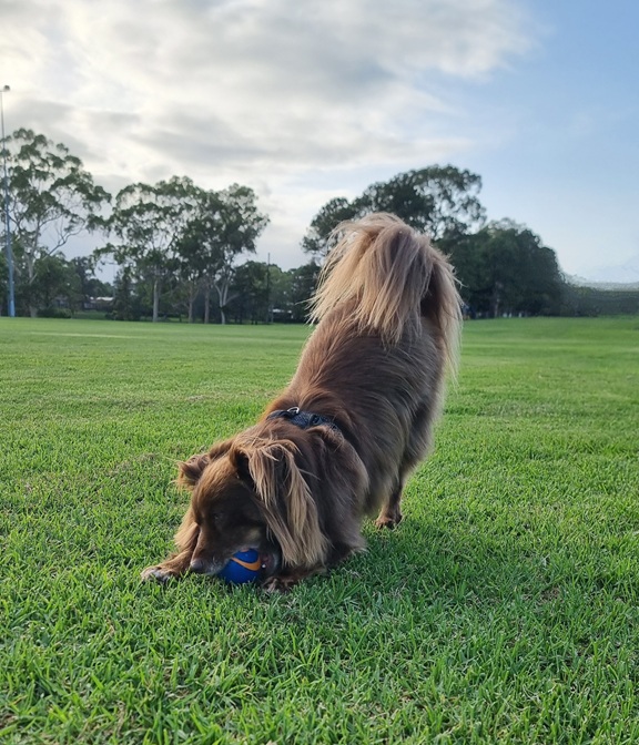 A medium-shot of Monte, a brown Miniature American Shepherd, in a classic "play bow" position on a lush green grassy field. His front legs and chest are low to the ground, while his hindquarters and fluffy tail are high in the air. He has his favourite blue and orange Chuckit! ball in his mouth. The background shows a line of leafy trees under a soft, slightly cloudy sky. He is wearing a dark, textured harness.