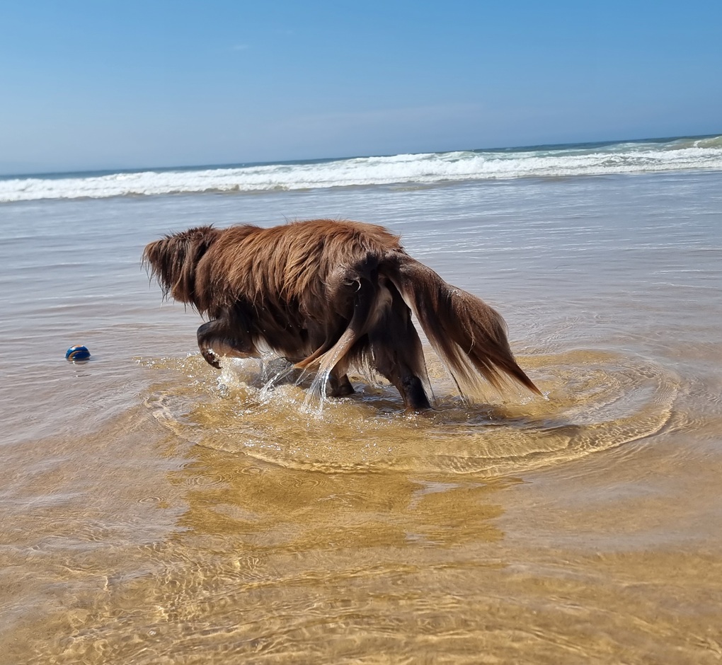 A low-angle, action shot of Monte, a brown Miniature American Shepherd, wading through the shallow, clear water at Culburra Beach. The water ripples around his legs, and his long, wet fur is glistening in the sun. To his left, his favourite blue and orange Chuckit! ball floats in the water. In the background, white waves are breaking under a clear, bright blue sky.