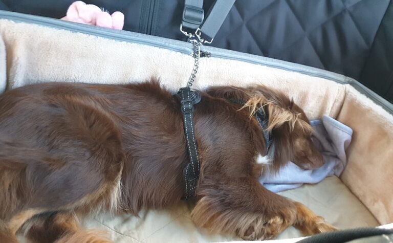 An overhead view of Monte, a mahogany-brown Miniature American Shepherd, sleeping soundly in a tan-and-cream plush booster seat on a car's back seat. He wears a black harness connected to a silver safety tether. A soft blue blanket is tucked under his head, and a pink plush toy is visible in the corner of the booster.