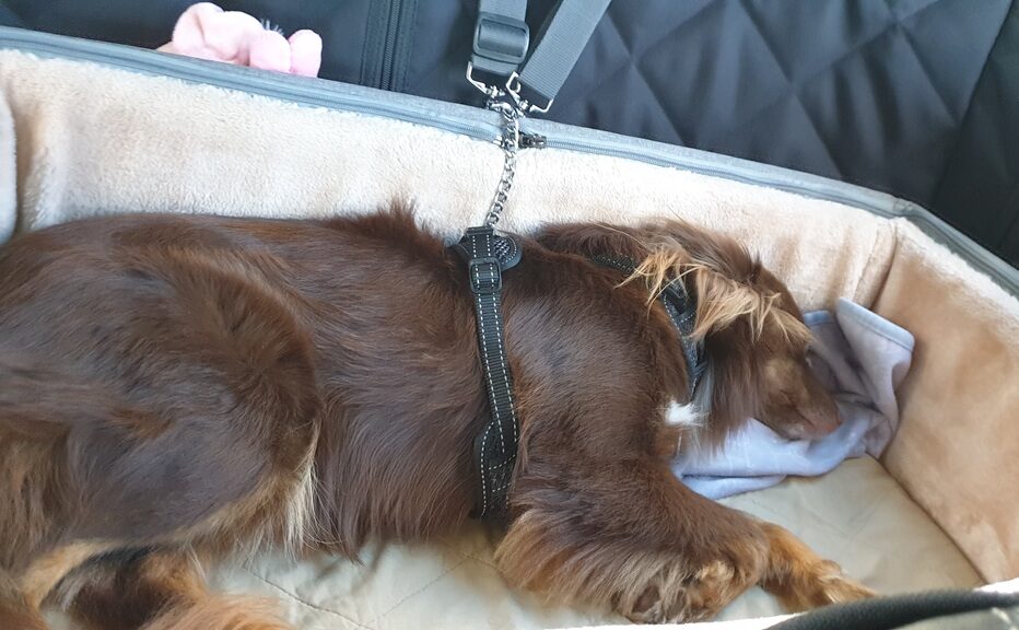 An overhead view of Monte, a mahogany-brown Miniature American Shepherd, sleeping soundly in a tan-and-cream plush booster seat on a car's back seat. He wears a black harness connected to a silver safety tether. A soft blue blanket is tucked under his head, and a pink plush toy is visible in the corner of the booster.