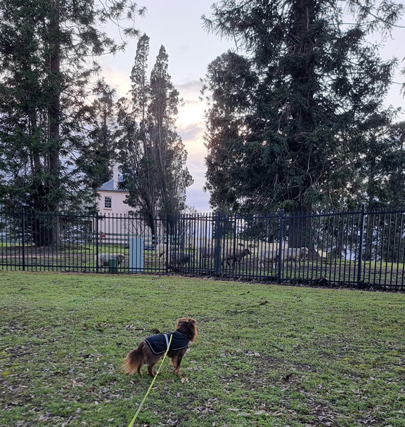 Monte, your Mini American Shepherd, is seen from behind, standing on a grassy field and intently watching a small flock of sheep.
