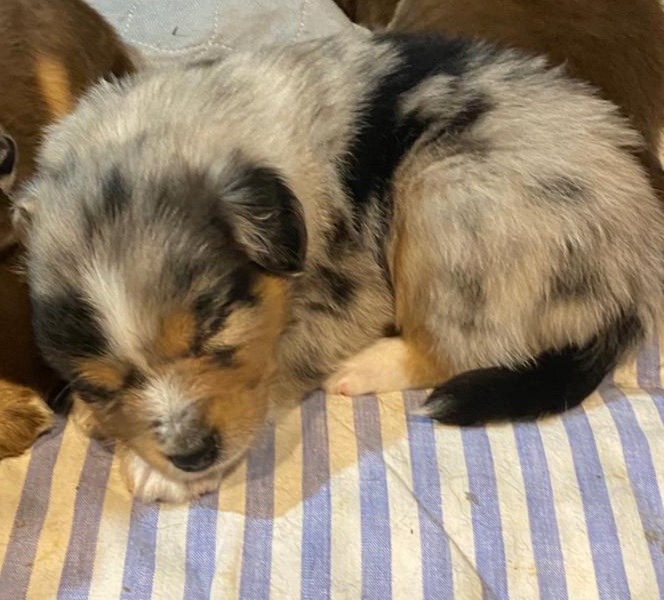 A close-up shot of Milo, a blue merle Miniature American Shepherd puppy, curled up and sleeping on a blue and white striped fabric. The puppy has a thick coat with a mix of light grey, black, and tan patches, featuring a white blaze on his forehead and muzzle. One small white paw is tucked near his chest, and his dark tail is curled toward his back. Other puppies in the litter are partially visible in the blurred background