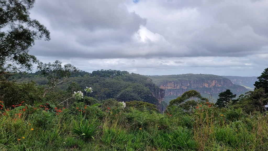 A wide landscape shot of a deep, forested valley in the Blue Mountains. In the foreground, green ferns, white lilies, and orange wildflowers grow along a ridge. In the distance, massive sandstone cliffs with vertical orange and grey stripes rise above a dense canopy of green trees under a cloudy sky.