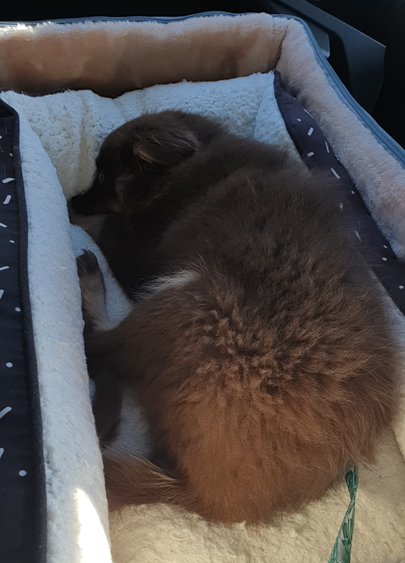 A young chocolate-brown Miniature American Shepherd puppy is curled up and sleeping soundly in a plush, white-lined car booster seat. The puppy is secured with a green palm-leaf patterned leash.
