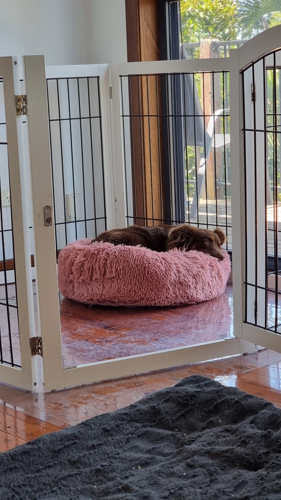 Here are the metadata details for the photo of Monte in his pink donut bed, written in Australian English for your montecaro blog. Alternative Text "A vertical eye-level shot of a young brown Miniature American Shepherd puppy resting in a plush, pink 'donut' style dog bed. The bed is situated on a clear plastic floor mat over timber floorboards, inside a white wooden pet playpen with black wire panels. Monte is lying down with his head resting on the raised edge of the bed, looking towards the camera. In the background, a glass sliding door opens onto a sunlit outdoor deck.