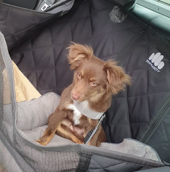 A brown Miniature American Shepherd puppy sits comfortably in a grey plush dog bed nestled inside a black quilted car hammock. The hammock, featuring the "Pawmanity" logo, covers the back seat of a car and includes a mesh viewing window. Monte wears a grey harness and is secured with a black safety tether.