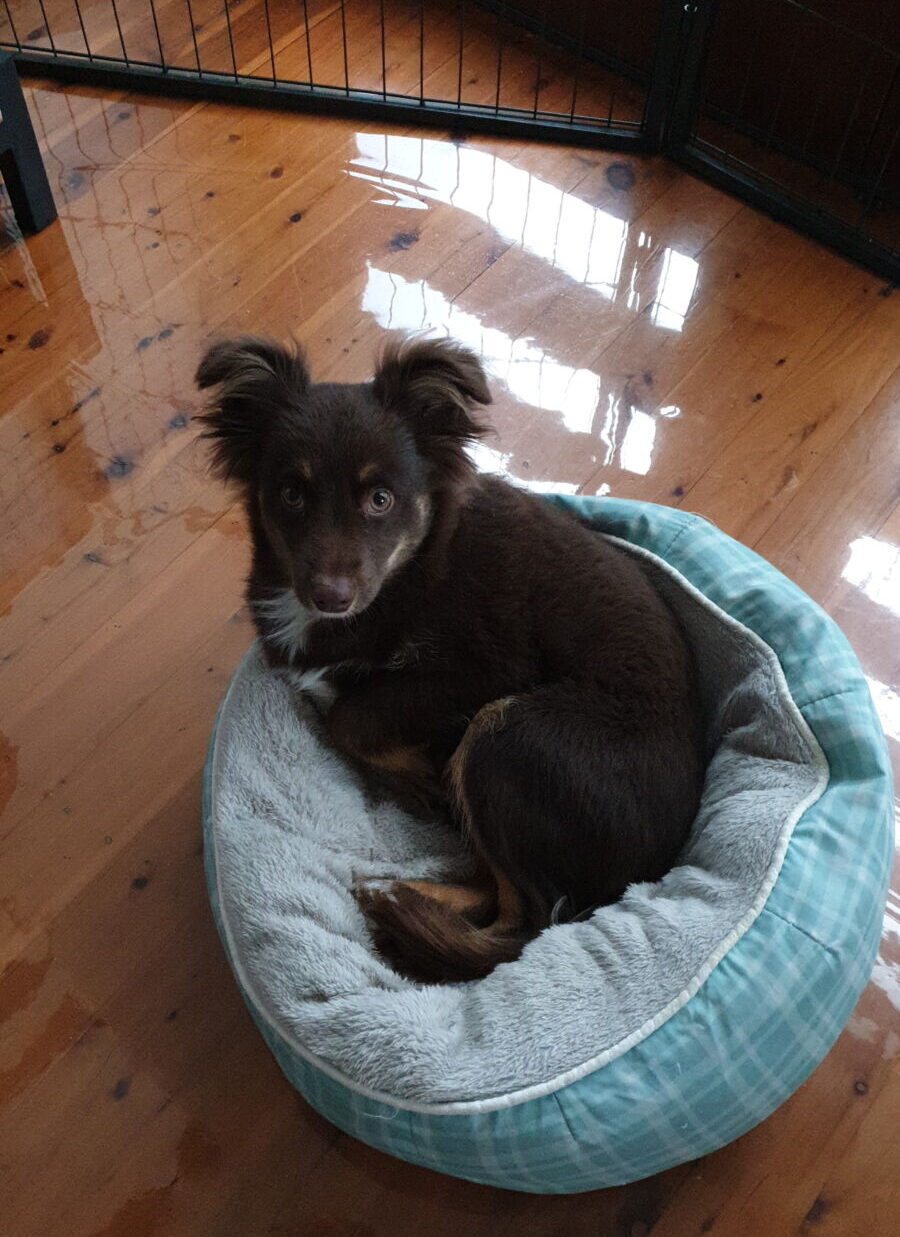 A young chocolate-brown Miniature American Shepherd with fluffy, alert ears sitting tucked into a round, light blue and white checkered dog bed. He is resting on a highly polished timber floor that reflects the light from a nearby glass door and a black metal puppy gate. The pup is looking directly at the camera with a calm, steady gaze.