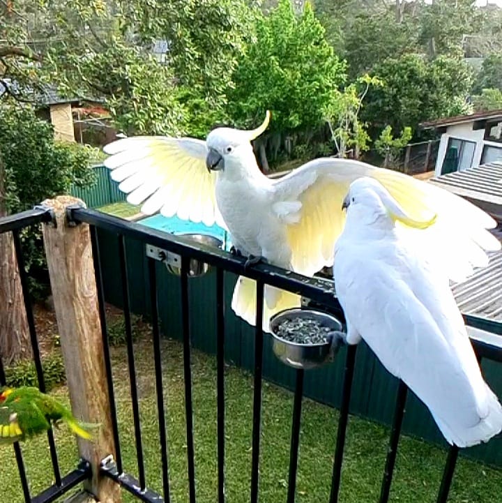 A high-angle shot showing two large white Cockatoos perched on a black metal balcony railing. One cockatoo has its wings spread wide, revealing yellow plumage underneath, while the other perches next to a metal bowl filled with seeds. A small green and orange Rainbow Lorikeet is also visible on the left side of the railing.