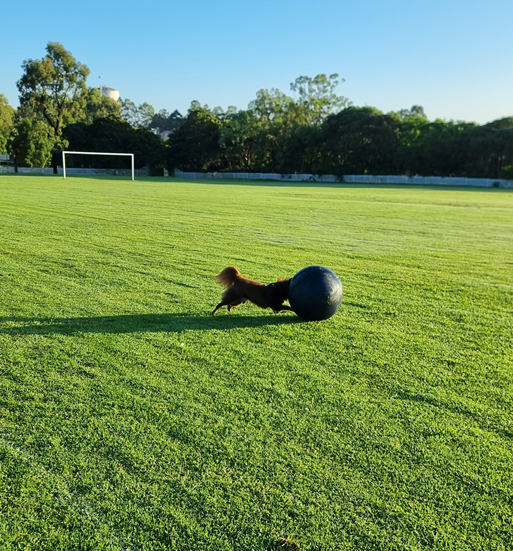 A wide landscape shot of Monte herding a large, black Collieball across a massive, dew-covered green sports field at sun