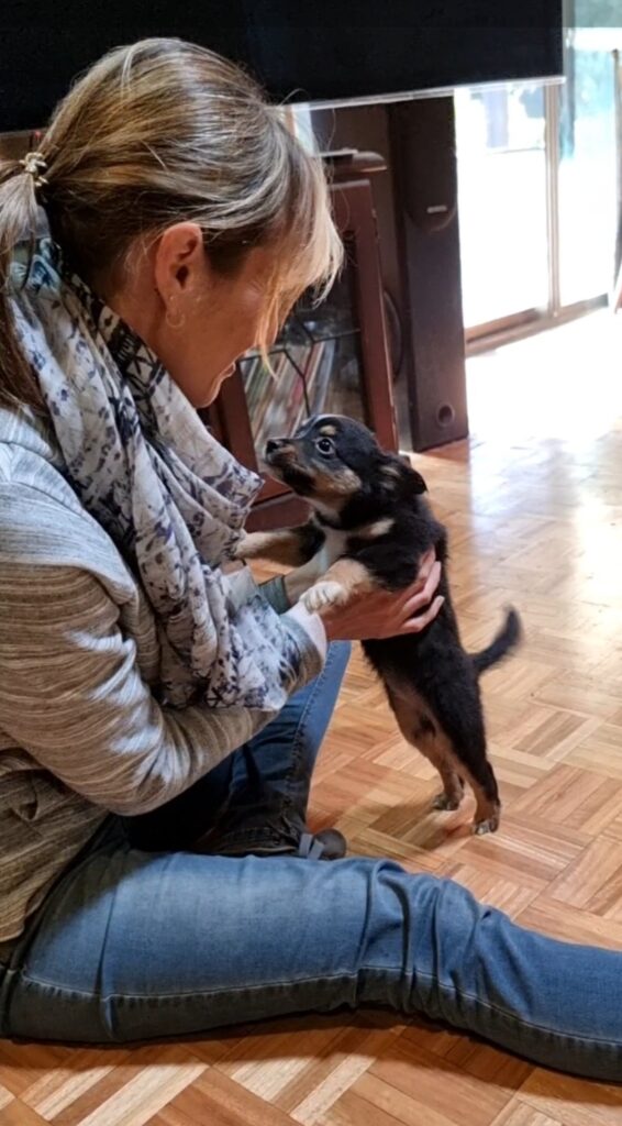 A woman with light brown hair in a ponytail and a patterned scarf sits on a parquet timber floor, holding up a small black and tan Miniature American Shepherd puppy named Daisy. The woman is smiling as she looks at the puppy, who is standing on its hind legs in her hands and looking back at her intently. The background shows a sunlit living room.