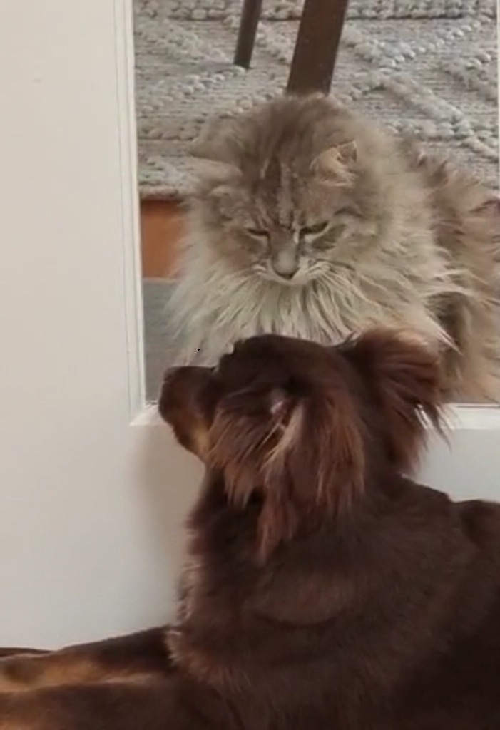 A fluffy grey and white cat sits on a rug on one side of a white door with a glass pane, looking down through the glass. On the other side of the glass, the back of a brown puppy's head and ears are visible as he looks up at the cat.