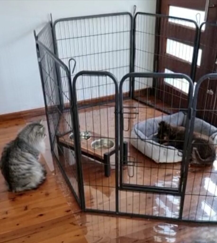 A fluffy grey and white cat sits on polished timber floorboards, looking through a black wire octagonal puppy playpen. Inside the pen, a brown puppy is resting in a grey plush dog bed. A wooden elevated stand holding two stainless steel bowls is positioned near the pen's gate. Bunnings clear PVC floor protection hack for the dog pen on hardwood floors.