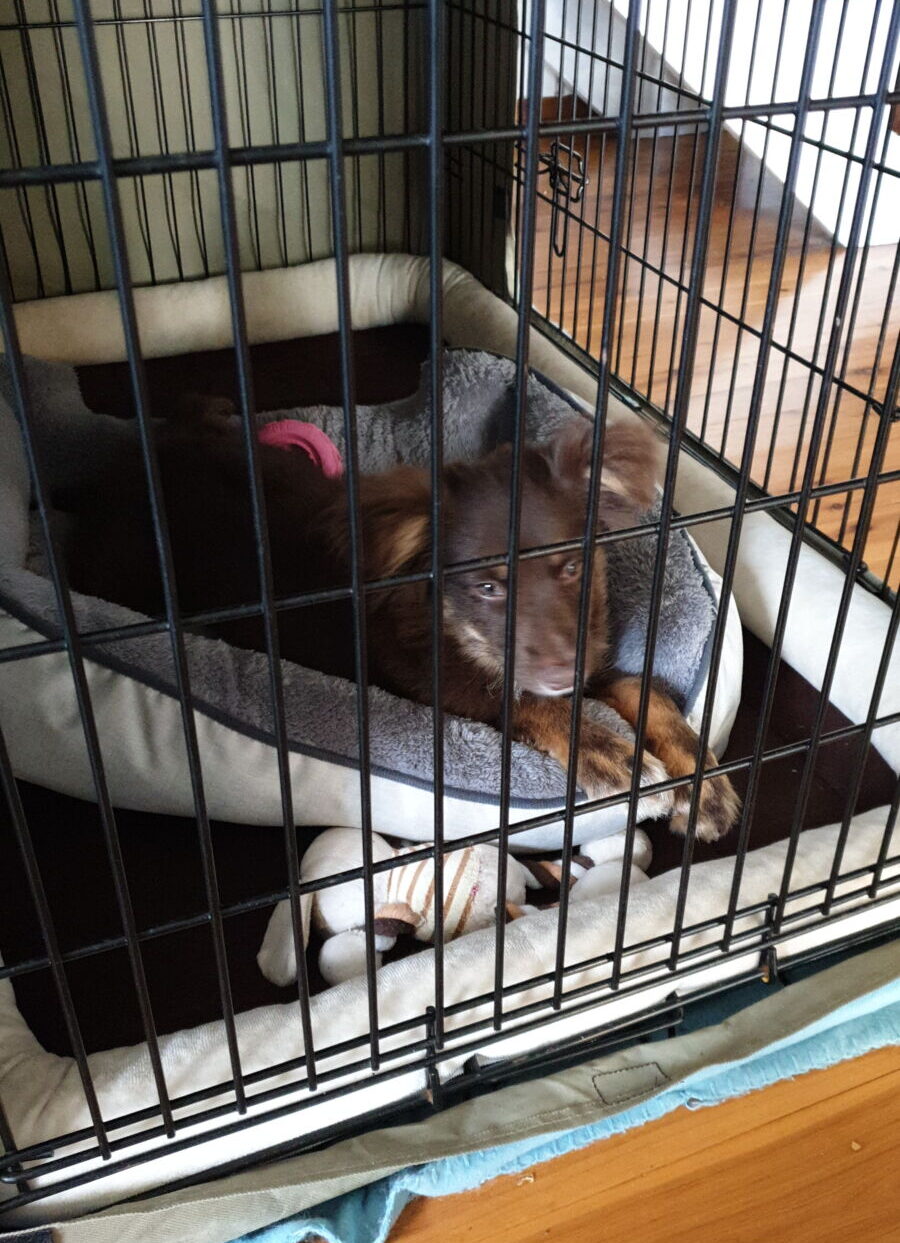 A young chocolate-brown Miniature American Shepherd puppy rests inside a black metal wire crate. He is lying in a grey and white plush dog bed with his front paws extended, looking calmly toward the camera. A small stuffed animal toy sits on the brown crate mat in front of the bed. The crate is placed on a timber floor with a light blue mat partially visible underneath it.