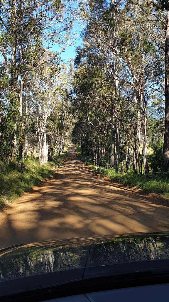 A view from the dashboard of a car driving down a narrow, unsealed dirt road lined with tall eucalyptus trees. The sun creates long, dappled shadows across the sandy track, which stretches straight into the distance under a clear blue sky. The reflection of the trees and sky is visible on the car's windscreen in the foreground