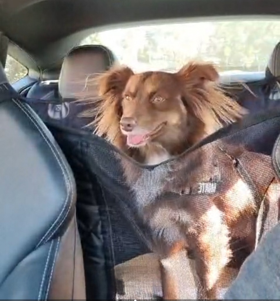 A fluffy brown Miniature American Shepherd stands in the back seat of a car, his fur blowing in the airflow from the air conditioner. He has his mouth slightly open in a relaxed "smile," standing within his black quilted car hammock.