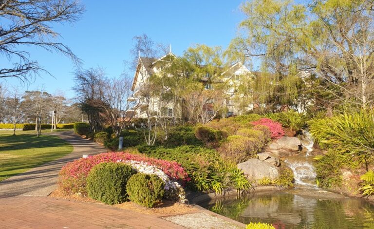 Miniature American Shepherd Monte exploring the gardens at Fairmont Resort Blue Mountains. A bright, sunny landscape of the Fairmont Resort gardens in the Blue Mountains. A small waterfall cascades over rocks into a clear pond in the foreground. Vibrant pink and white azaleas are in full bloom next to a winding paved path. A large, multi-story cream-colored hotel building is visible behind a canopy of light green willow trees under a clear blue sky.