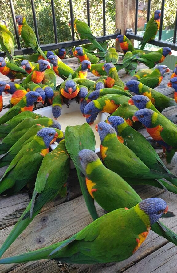 A large group of vibrant green, blue, and orange Rainbow Lorikeets are crowded around a white feeding dish on a weathered wooden balcony. Many more lorikeets are perched on the black metal railing in the background, surrounded by green trees.