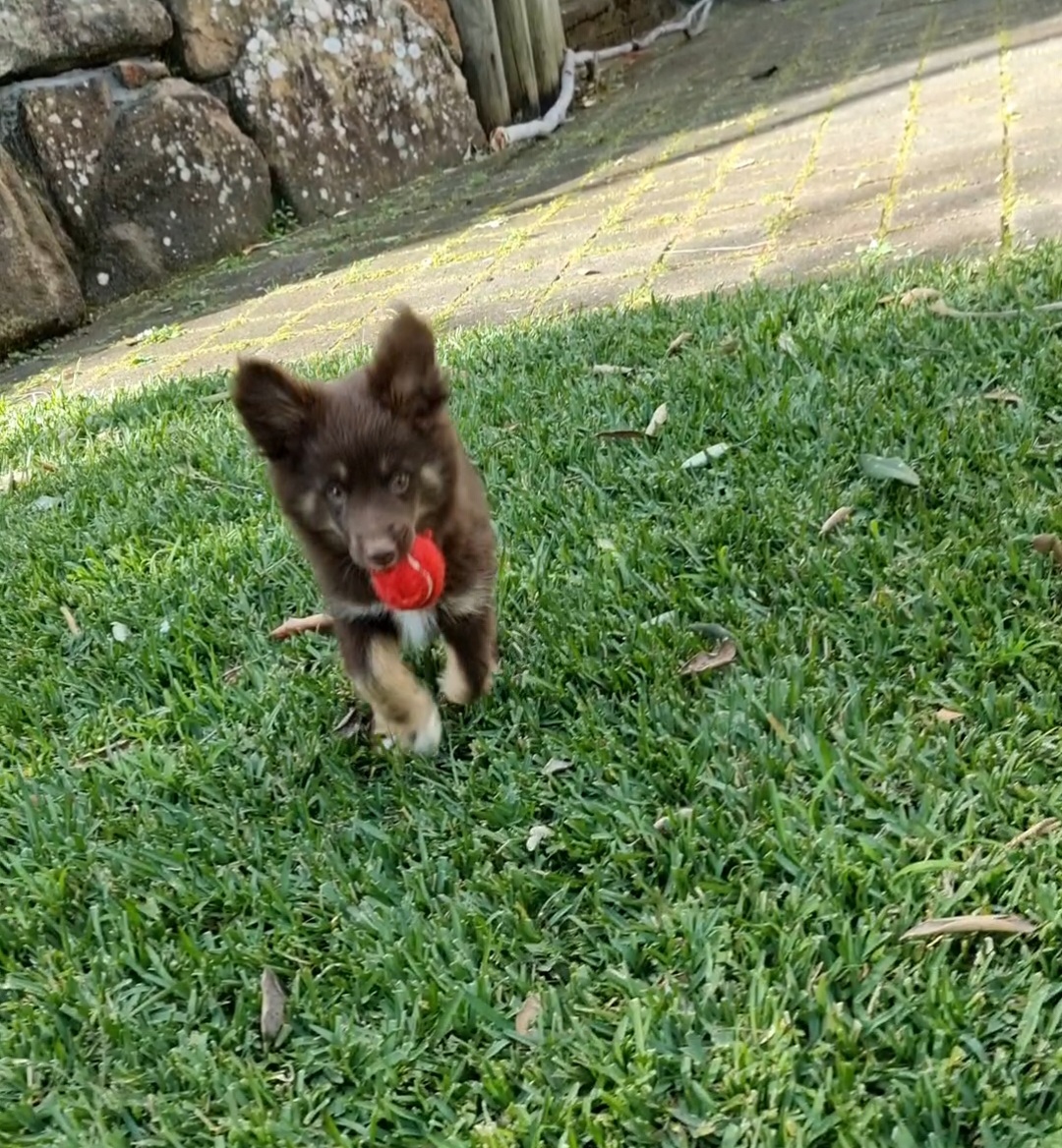 A young chocolate-brown Miniature American Shepherd puppy with fluffy, upright ears runs across a green lawn toward the camera. He is carrying a small red ball in his mouth. In the background, there is a stone retaining wall and a paved garden path dappled with sunlight.