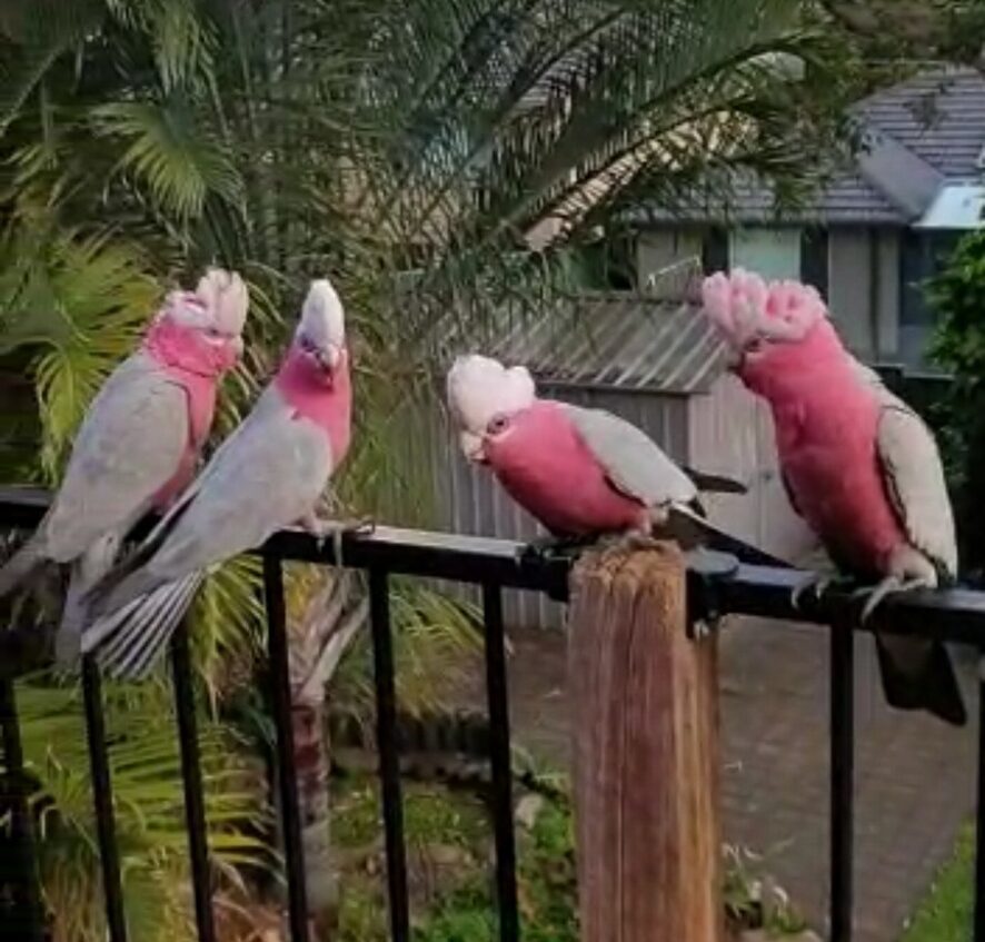 Four Galahs with bright pink chests and grey wings are perched along a black metal balcony railing. Two are perched on the left, one is in the center near a wooden post, and one is on the right with its pink crest slightly raised. Lush green palm fronds and a suburban house are visible in the background.