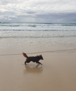 An action shot of Monte, a mahogany Miniature American Shepherd, running at full speed along the wet shoreline of a Gold Coast beach. His body is extended in a powerful stride, and his fluffy tail is windswept. The ocean waves and a cloudy sky are in the background, with his reflection visible on the damp sand.