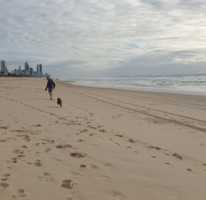 An action shot of Monte, a mahogany Miniature American Shepherd, running across a wide sandy beach. He is mid-stride with all four paws off the ground, his fluffy tail streaming behind him. The shoreline and white breaking waves are in the background under a soft, overcast sky, with the Gold Coast skyline visible as a distant silhouette.