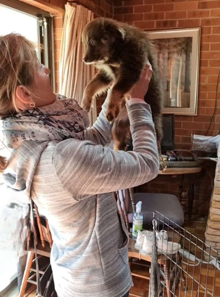 A profile shot of a woman with light brown hair in a ponytail, wearing a grey hoodie and a patterned scarf, holding a fluffy chocolate-brown Miniature American Shepherd puppy up in the air at eye level. They are looking directly at each other in front of a glass sliding door. The background shows a rustic room with red brick walls, a wooden dining table, and a wire puppy pen.