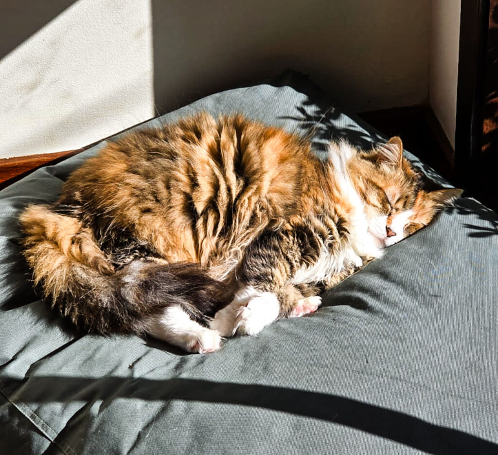 A fluffy long-haired calico cat named Holly sleeping soundly on a large, olive-green Kmart dog bed. She is curled up in a sunbeam with dramatic shadows crossing over her fur and the cushion.