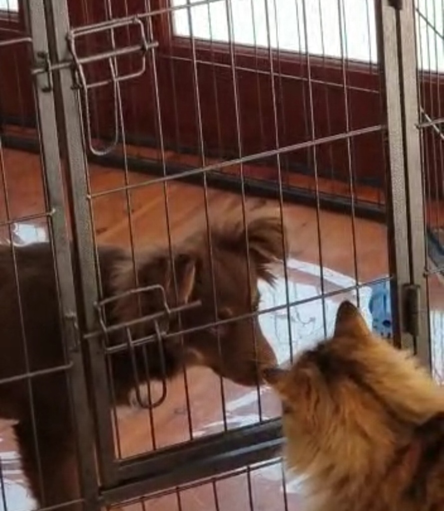 A fluffy tortoiseshell or calico cat, seen from the back, sits on polished timber floorboards. She is looking through a black wire puppy playpen at a brown puppy who is standing on the other side. The cat and puppy are positioned close together with the wire mesh separating them as they sniff toward each other.