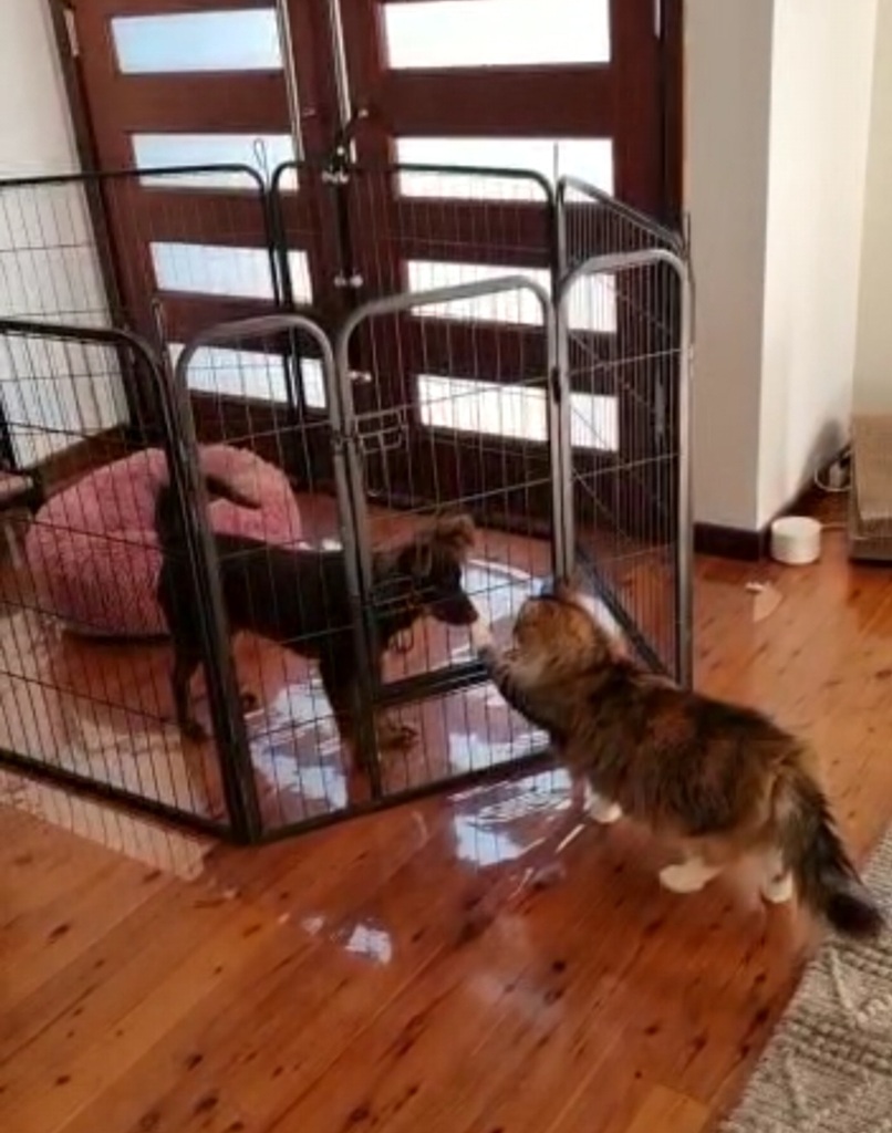 A fluffy tortoiseshell cat stands on polished timber floorboards, reaching a white-tipped paw toward the black wire of a puppy playpen. Inside the pen, a small brown puppy stands with his nose close to the wire, sniffing toward the cat. A large pink plush dog bed is visible in the background of the pen. Bunnings clear PVC floor protection hack for the dog pen on hardwood floors.