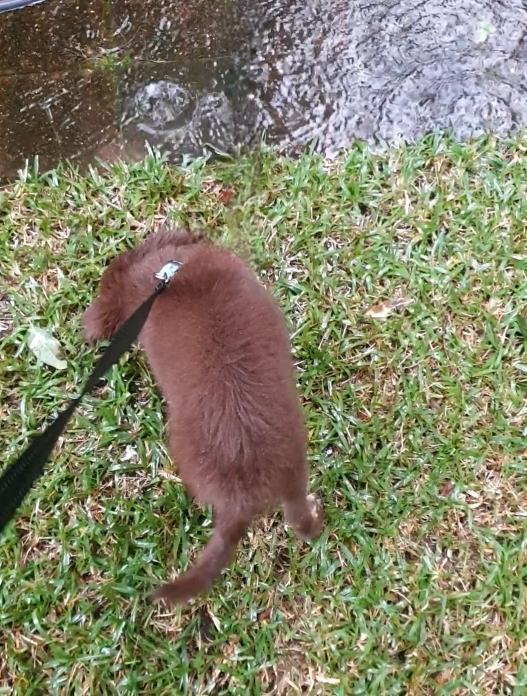 A high-angle shot of a young chocolate-brown Miniature American Shepherd puppy standing on green grass during a heavy rainstorm. The puppy is facing away from the camera, wearing a black leash attached to his collar. Large raindrops are visible creating ripples in a deep puddle on the adjacent paved area