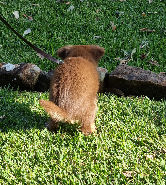 A series of photos showing a small, fluffy chocolate-brown Miniature American Shepherd puppy during house training sessions in a backyard. In one image, the puppy is seen from above on a leash, standing on green grass while rain creates ripples in a nearby puddle. Another shot shows him in a typical 'potty' stance next to a low rock garden wall. A third photo captures him in bright sunlight, standing near the same stone edge on a well-maintained lawn.